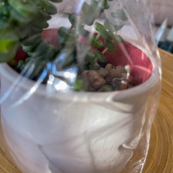Toni – Bowl Planter (2) - Image 3